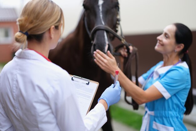 Dos veterinarios realizan un examen médico del caballo de pura sangre.