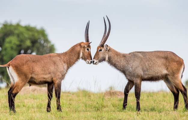 Dos Waterbucks están uno frente al otro en la sabana.