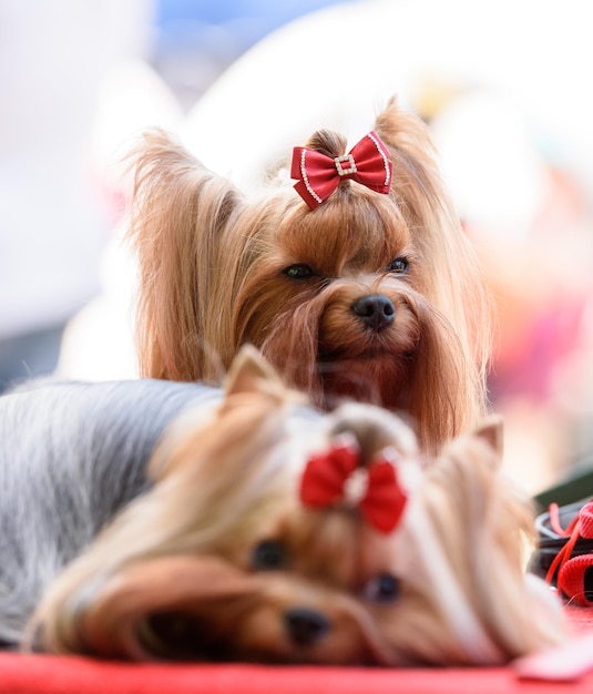 Dos Yorkshire terriers con lazos rojos en una ropa de cama roja Un perro está acostado y el otro está sentado