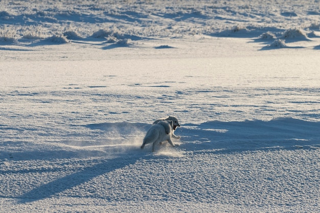 Dos zorros árticos (Vulpes Lagopus) en la tundra wilde. Zorro ártico jugando.