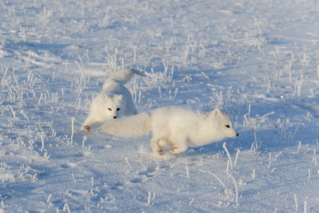 Dos zorros árticos (Vulpes Lagopus) en la tundra wilde. Zorro ártico jugando.