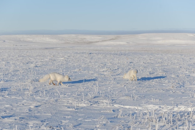 Dos zorros árticos Vulpes Lagopus en wilde tundra Zorro ártico jugando