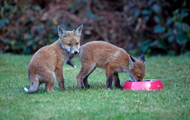 Dos zorros comiendo de un bol en un patio trasero.