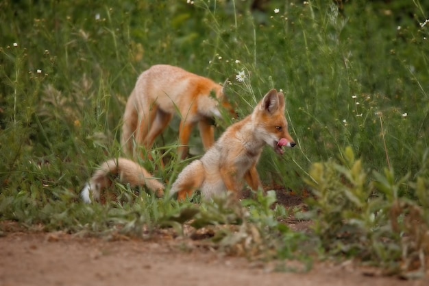 Dos zorros corriendo por el bosque