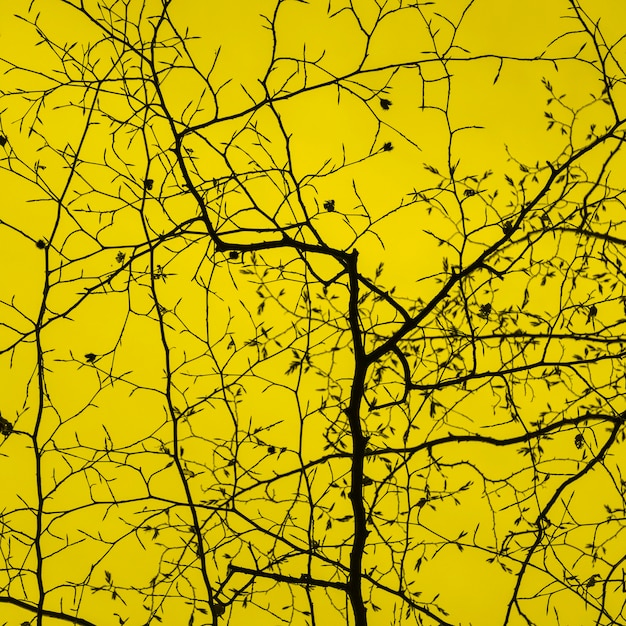 Foto el dosel del árbol del bosque de epping en amarillo