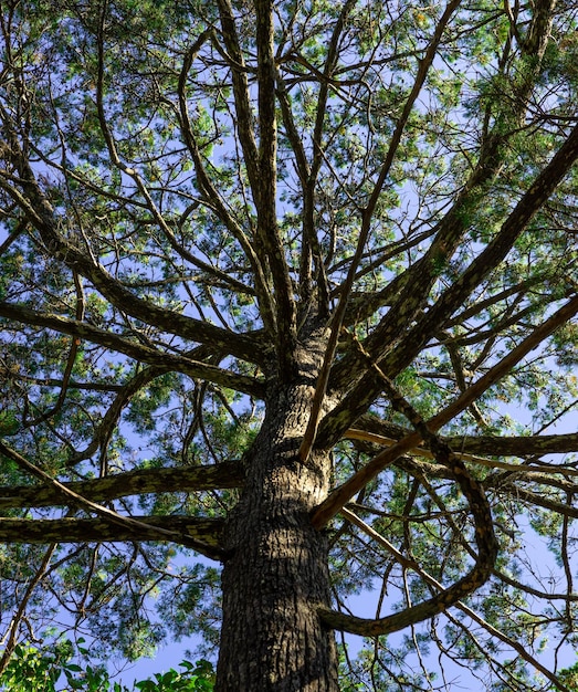 Dosel del árbol contra el cielo despejado Treetop Canopy Antecedentes