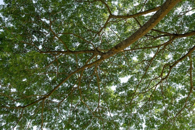 Un dosel de árbol con hojas y ramas que dicen 'árbol'