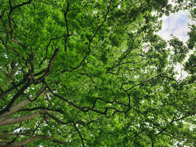 Un dosel de árbol con hojas verdes y las palabras "árboles" en él.