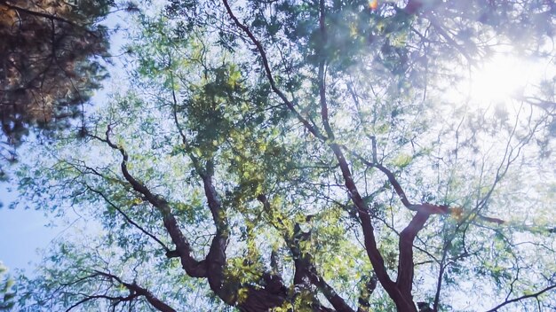 Dosel de árbol siempreverde en parque urbano en verano.