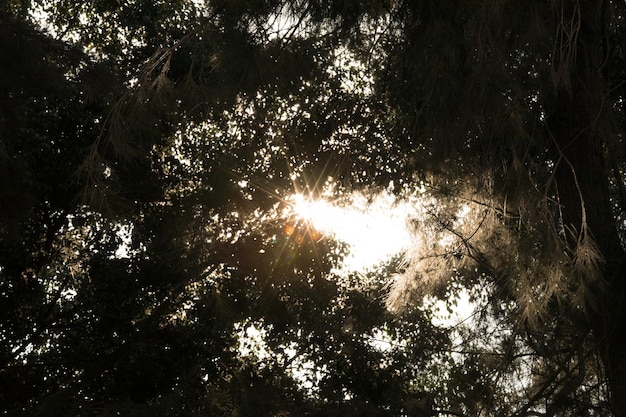 Un dosel de árbol con el sol brillando a través de los árboles