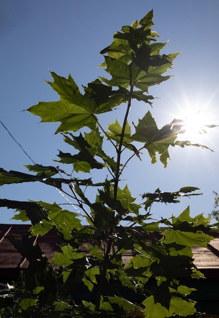 El dosel de árboles altos que enmarcan un cielo azul claro con el sol brillando a través