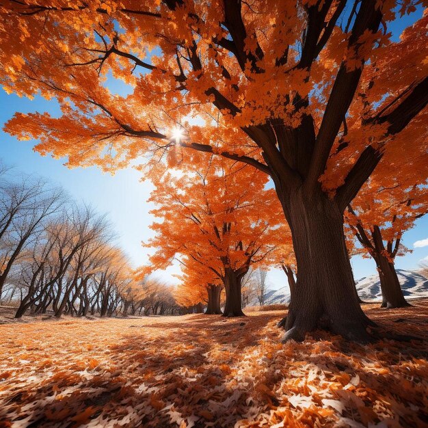 El dosel de la majestad del arce Foto de paisaje de otoño