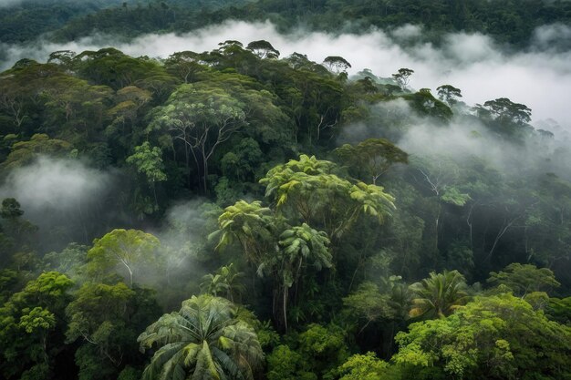 Foto el dosel de la selva tropical con niebla