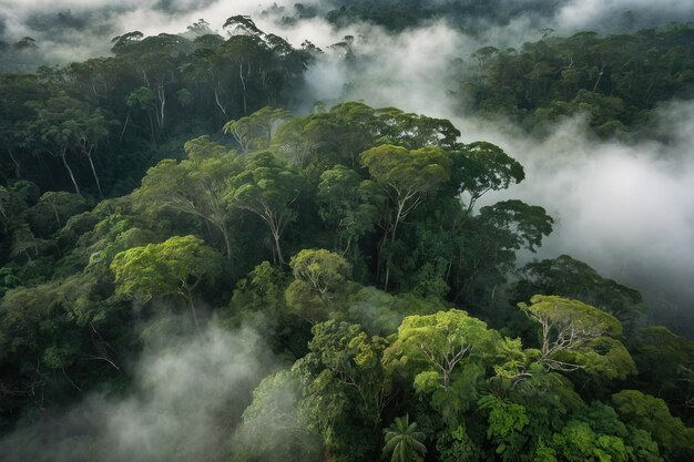 El dosel de la selva tropical con niebla