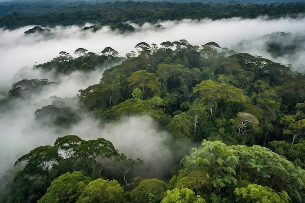 Foto el dosel de la selva tropical con niebla