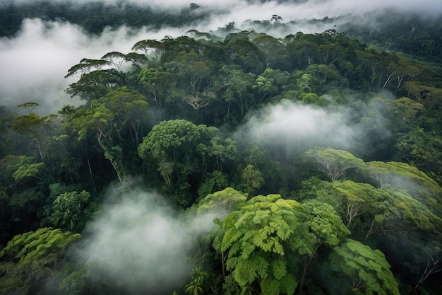 Foto el dosel de la selva tropical con niebla