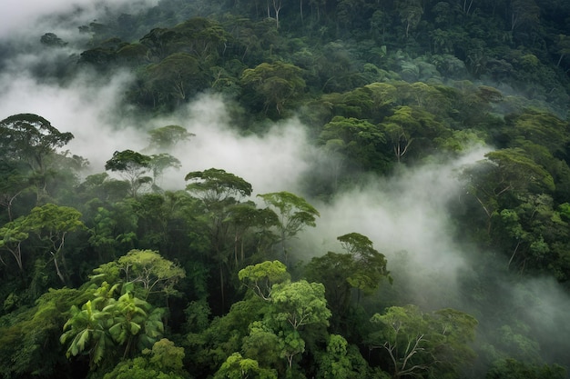 El dosel de la selva tropical con niebla