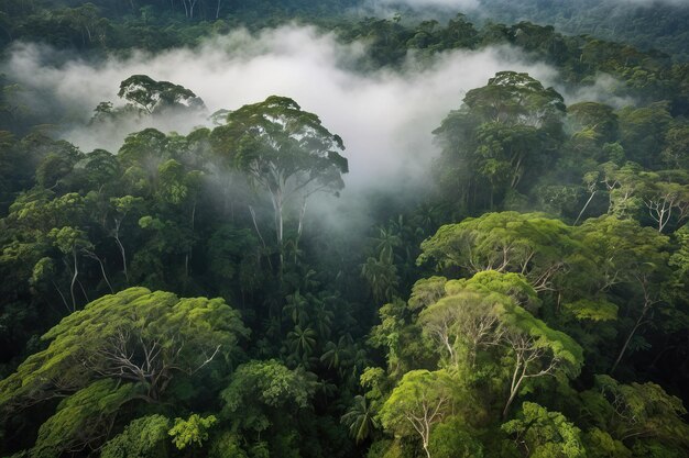 El dosel de la selva tropical con niebla