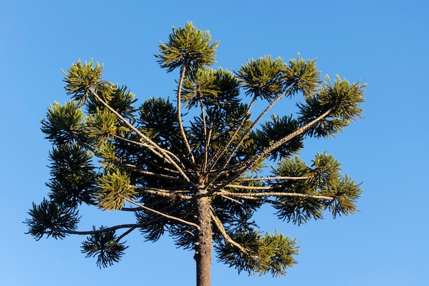 Dossel de araucária e céu azul