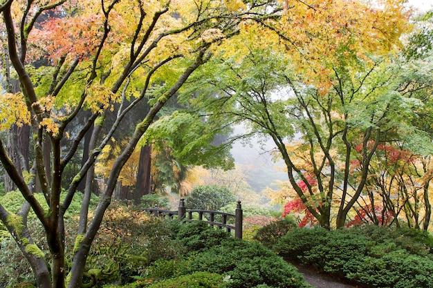 Foto dossel de árvore de bordo japonês pela ponte