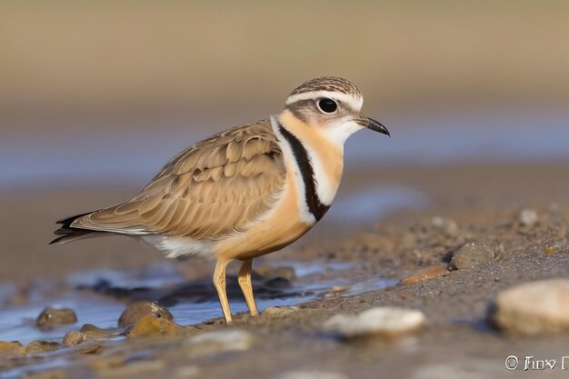 El dotterel eurasiático Charadrius morinellus en la naturaleza