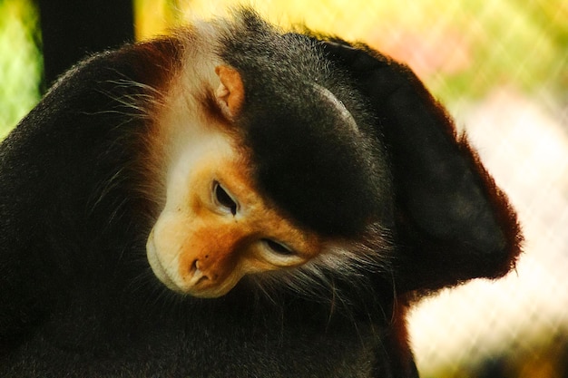 Foto douc langur de piernas rojas en el zoológico