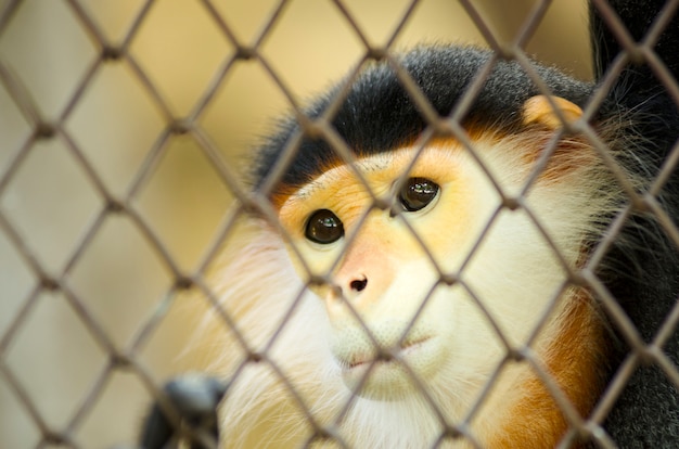 Foto douc de mejillón rojo (pygathrix nemaeus) en la jaula, los cinco colores de douc langur, dusky leaf monkey