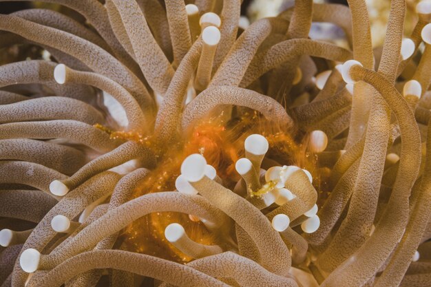 Foto dourado, fluorescência, anemone