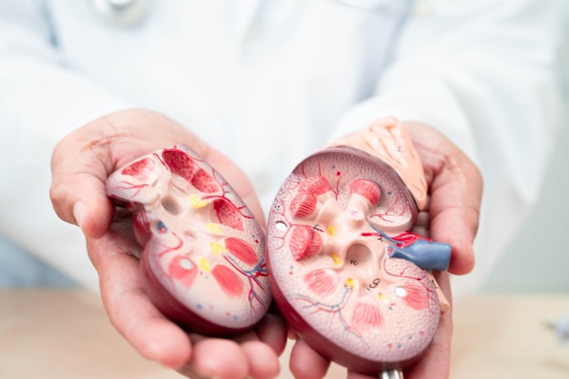 Doutor em doença renal crónica com modelo de tratamento urologia do sistema urinário taxa de filtração glomerular estimada eGFR