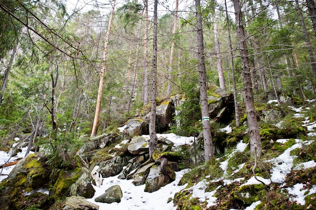 Dovbush-Felsen und Trail mit einsamem Wildhund im Wald in den Karpaten