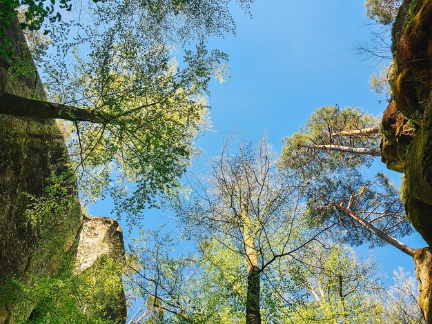 Dovbush rockt Ukraine Frühlingswald kopieren Raum