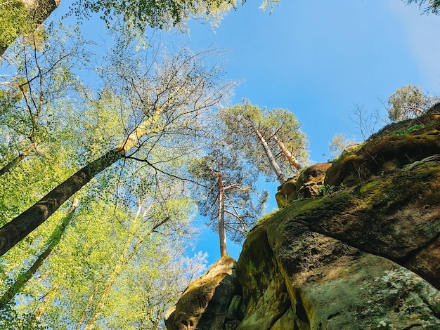 Dovbush sacude el bosque primaveral de Ucrania