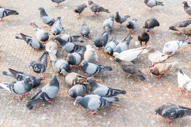 Dove comendo refeição