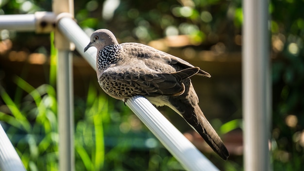 Dove Sunbathe am Morgen