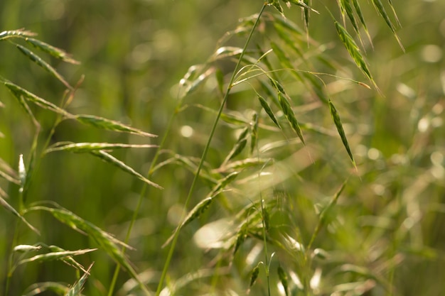 Downy Oatgrass no campo grama de estepe de verão