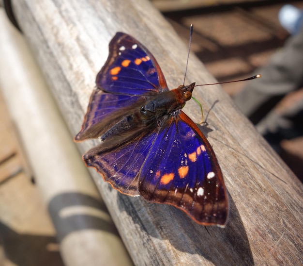 Doxocopa agathina der agathina-Kaiser oder purpurroter Kaiser-Schmetterling Nahaufnahme