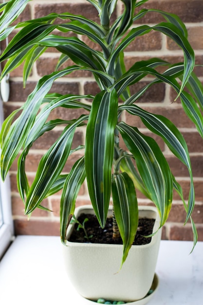 Dracaena grande contra una pared de ladrillos Flores tropicales de interior junto a la ventana