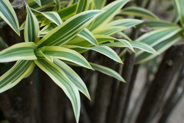 Dracaena-Grünblätter schließen oben für Hintergrund.