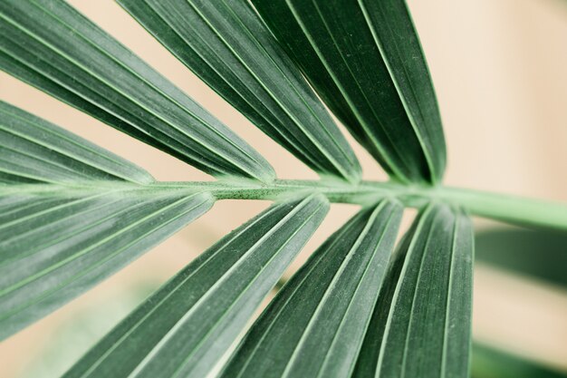 Dracaena Macro de palma sobre fondo blanco con nueva hoja. Concepto de jardinería doméstica. Lozano