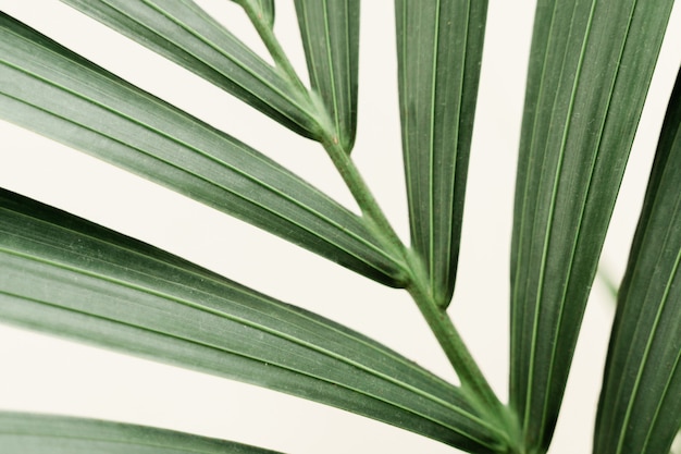 Dracaena Macro de palma sobre fondo blanco con nueva hoja. Concepto de jardinería doméstica. Lozano