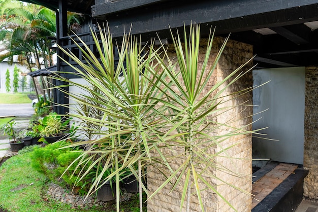 Dracaena marginata Drago de Madagascar o Dracaena de bordes rojos