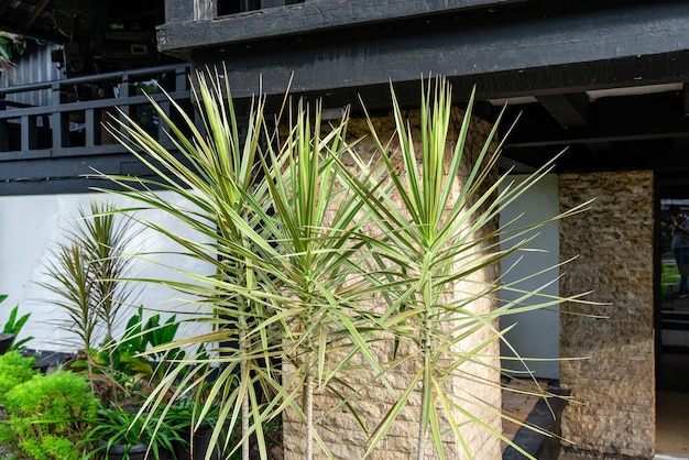 Dracaena marginata Drago de Madagascar o Dracaena de bordes rojos