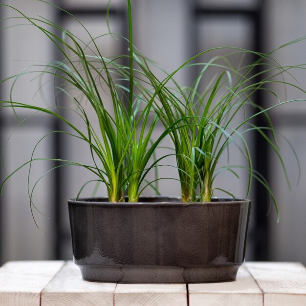 Dracaena marginata, dragoeiro em vaso preto