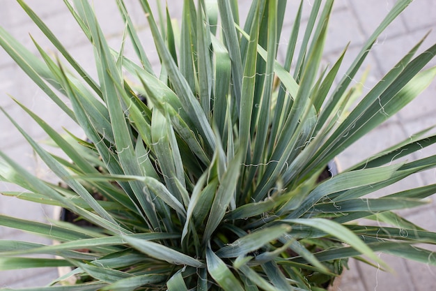 Dracaena marginata hoja verde en maceta. Hojas verdosas de planta. Vista superior de las hojas verdes de la planta de interior en maceta.