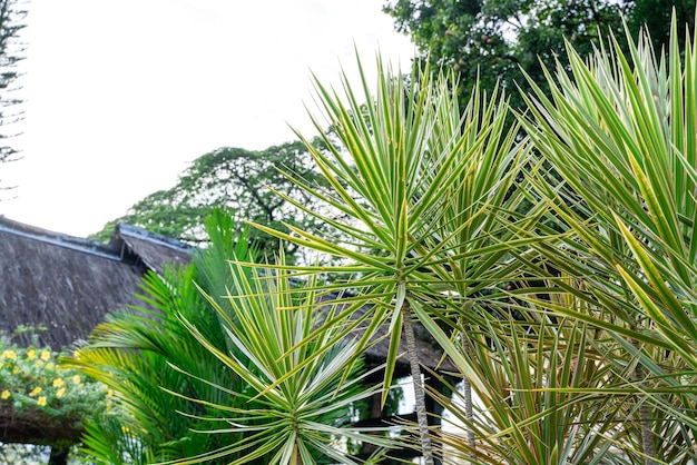 Dracaena marginata Madagaskar-Drachenbaum oder Red Edged Dracaena