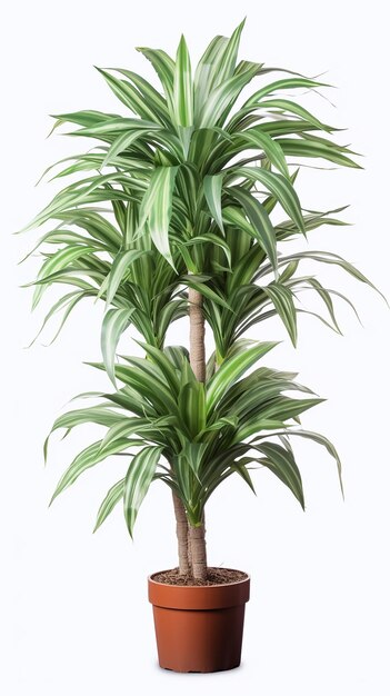 Foto dracaena-pflanze auf durchsichtigem hintergrund