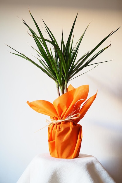 Foto dracaena planta tropical como elemento interior un regalo en papel de regalo naranja sobre una mesa con una servilleta blanca fondo blanco dracaena o dracaenaceae