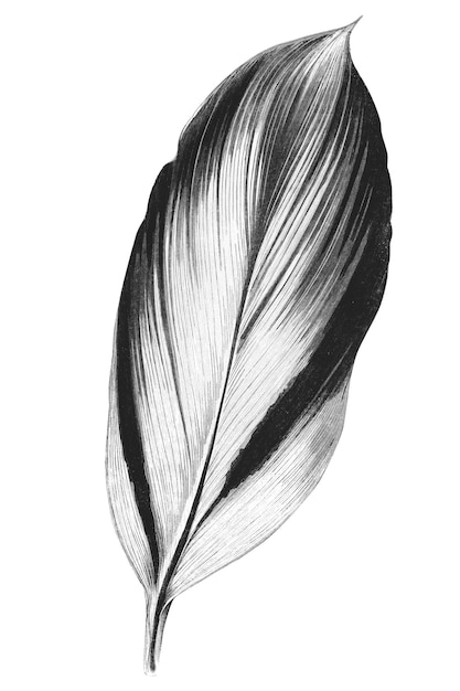 Dracaena Recina suculenta hoja tropical ilustración vintage png transparente remix de la obra de arte original de Benjamin Fawcett