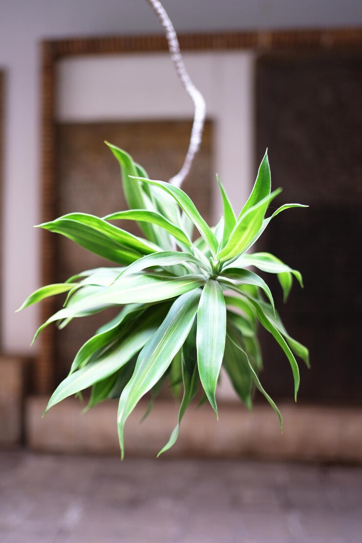 Dracaena reflexa, también llamada Canción de la India, ampliamente cultivada como planta ornamental y de interior