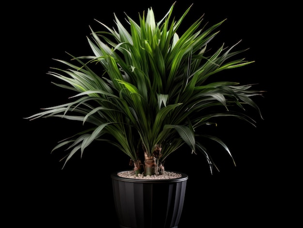 Dracaena Studio Shot isolada em fundo claro IA generativa